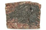 Silurian Fossil Crinoid (Scyphocrinites) Plate - Morocco #255678-1